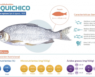 Recursos pesqueros de la Amazonía. Guía sobre el valor nutricional de los peces comerciales en Loreto